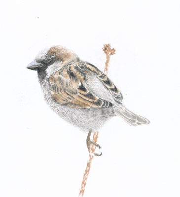 House Sparrow – Photo taken in Great Britain